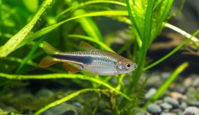 Illustration sunfish - Image 1