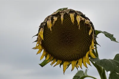 Illustration drooping - Image 1