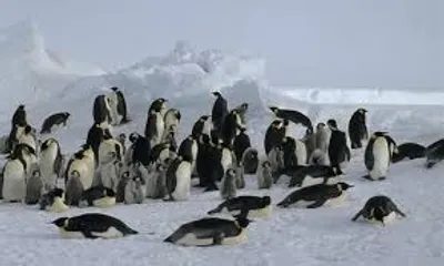 Illustration colony - Image 2