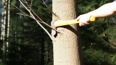 Illustration snags - Image 1