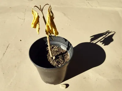 Illustration unjustified