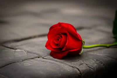 Illustration severed - Image 1