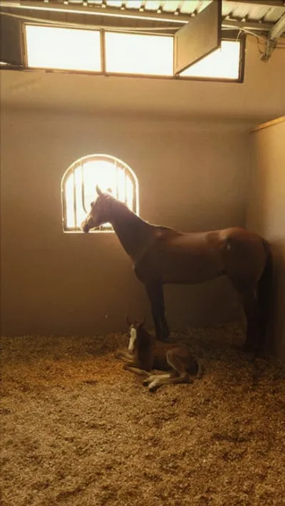 Illustration foaled - Image 2