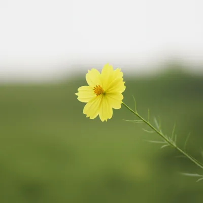 Illustration mildly - Image 1