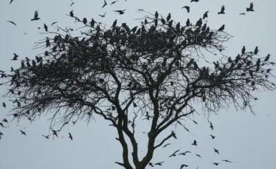 Illustration supernumerary - Image 1