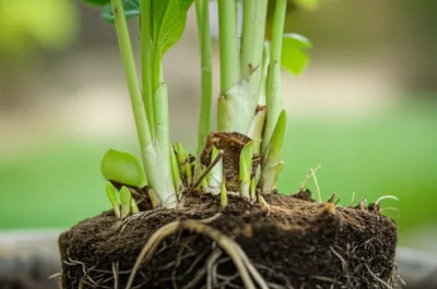 Illustration tillers - Image 1