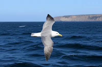 Illustration gull - Image 1