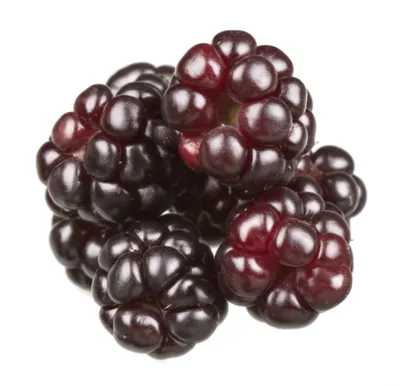 Illustration mulberry - Image 1