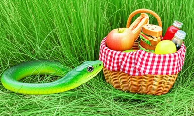 Illustration snaking - Image 1