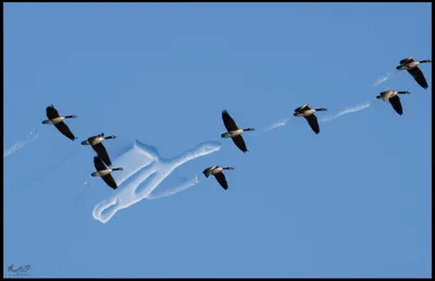 Illustration rear - Image 1