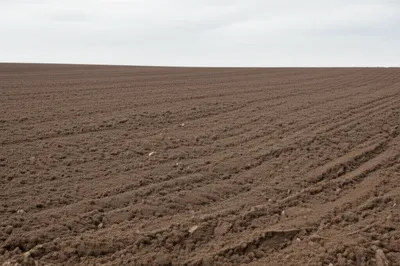 Illustration fallow - Image 1