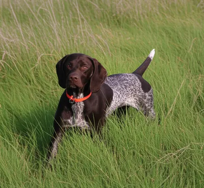 Illustration points - Image 1