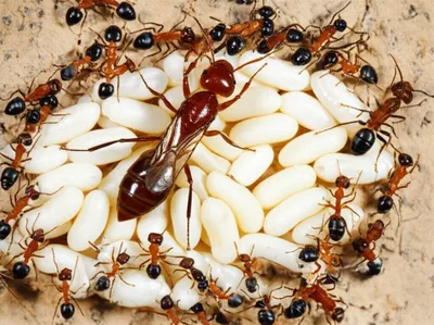 Illustration eusocial - Image 1