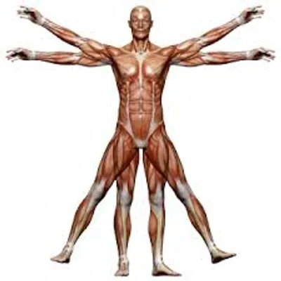 Illustration human - Image 2