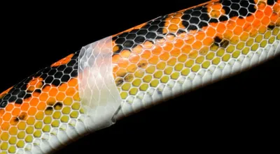 Illustration molts - Image 1