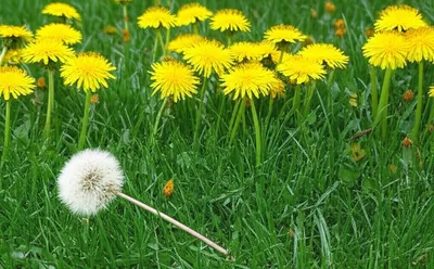 Illustration weakest - Image 1