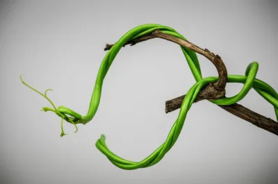 Illustration supply - Image 1