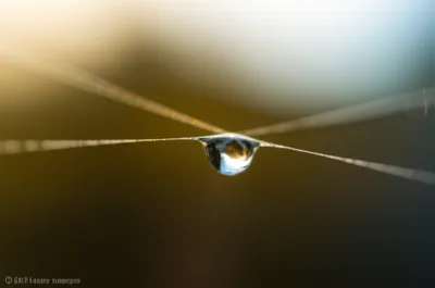 Illustration grains - Image 1