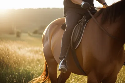 Illustration horse - Image 1