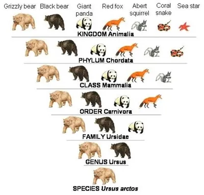 Illustration genus - Image 2