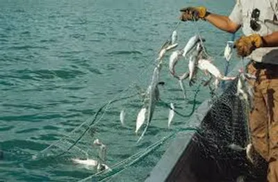 Illustration fish - Image 3