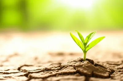 Illustration survives - Image 1