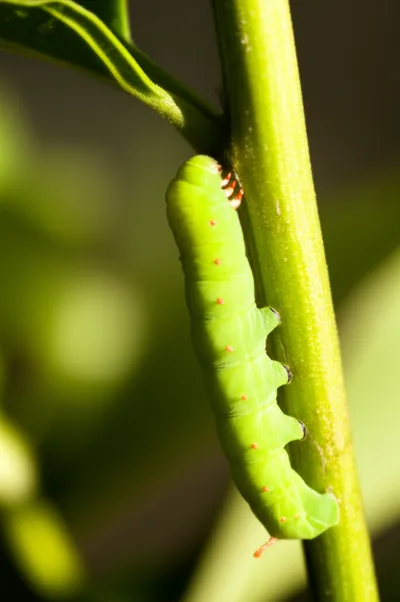 Illustration lengthening - Image 1