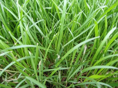 Illustration grasses