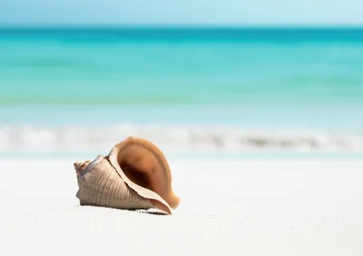 Illustration seashells