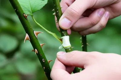 Illustration patches - Image 1