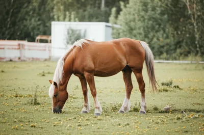 Illustration geldings - Image 1