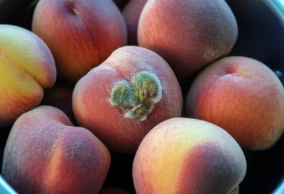 Illustration mould - Image 1