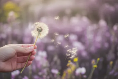 Illustration softer - Image 1