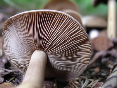 Illustration underside