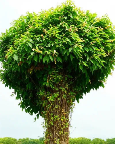 Illustration parasitic - Image 1