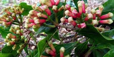 Illustration clove - Image 2