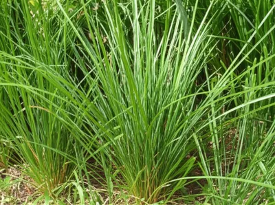 Illustration grass - Image 1