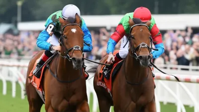 Illustration quinella - Image 1