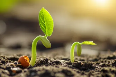 Illustration monocots