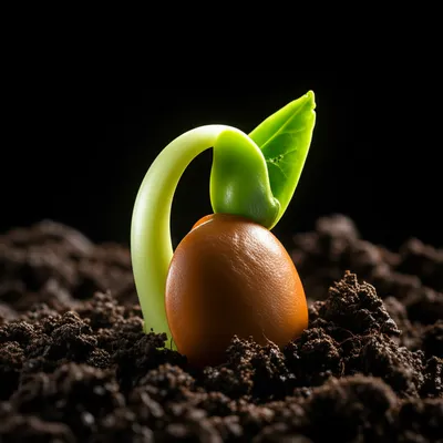 Illustration seminal - Image 1