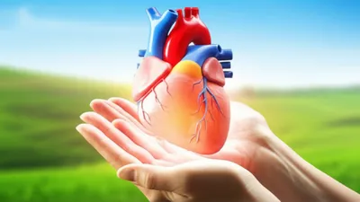 Illustration cardia - Image 1