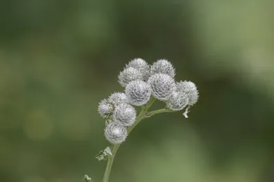 Illustration burrs - Image 2