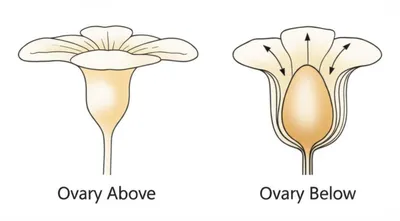Illustration inferior - Image 1