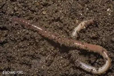 Illustration earthworm - Image 2