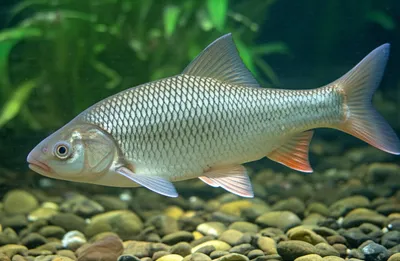 Illustration polls - Image 1