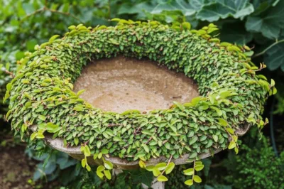 Illustration wreathe - Image 1