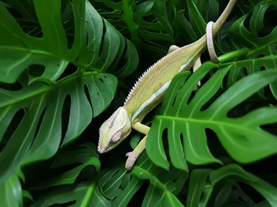 Illustration discreet - Image 1