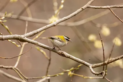 Illustration firecrests - Image 2