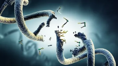 Illustration lesions - Image 1