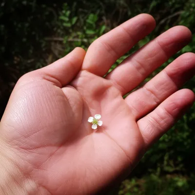 Illustration diminutive - Image 1